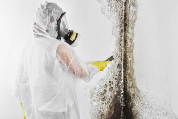 Best Mold Testing and Removal  in Tipton, CA