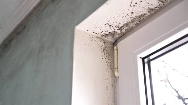 Best Mold Remediation  in Tipton, CA