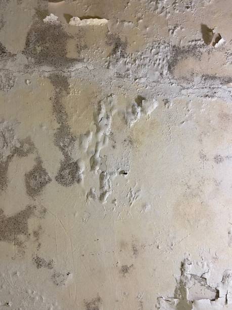 Best Mold Inspection  in Tipton, CA