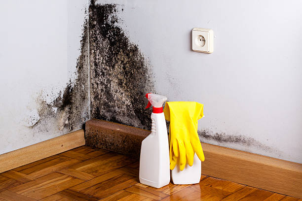 Best Fast Mold Removal  in Tipton, CA