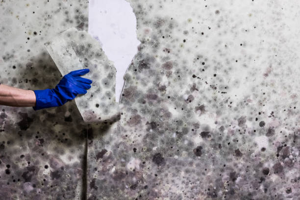 Best Emergency Mold Removal  in Tipton, CA